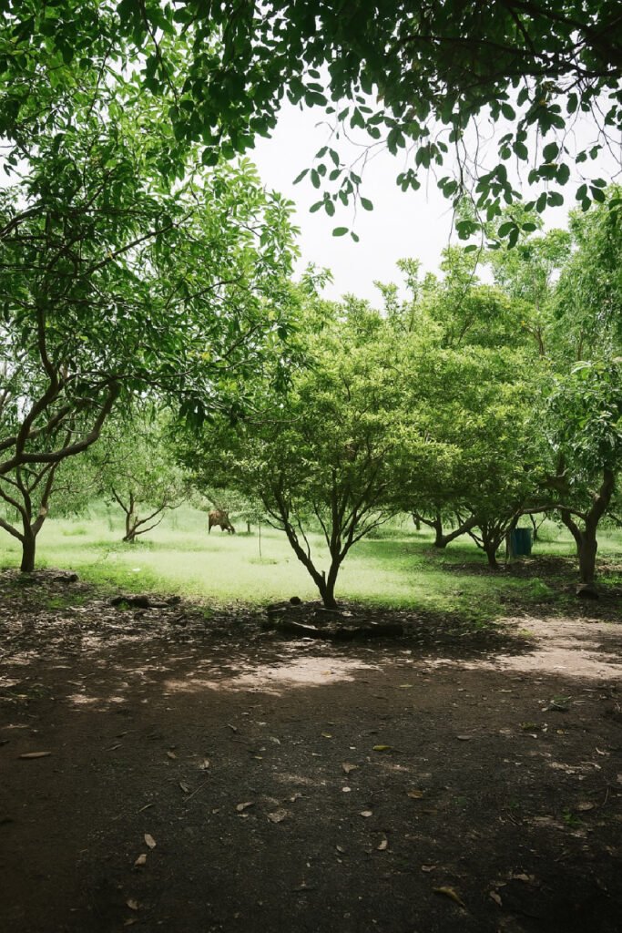 Amenities